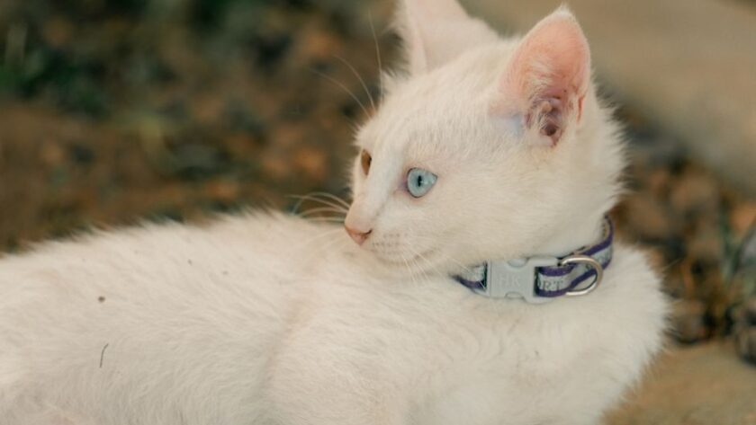 Een zachte kattenhalsband die comfortabel past bij een kat, ideaal voor dagelijks gebruik en veiligheid.